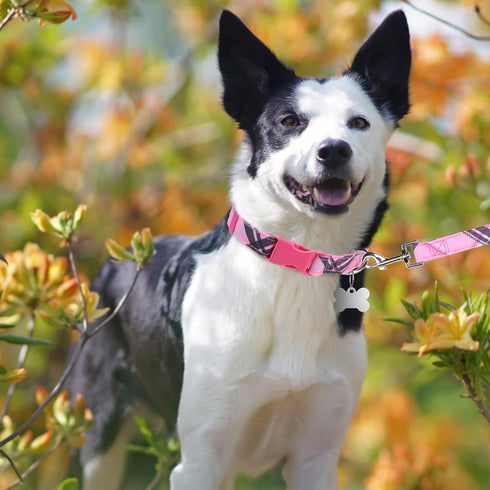 Small Dog Collar and Leash Set, Dog Collars for Puppy Medium Dogs, Adjustable Pet Collar for Doggie XS S M Breed Boys or Girls Chihuahua, Yorki, B...