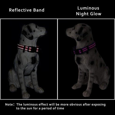 Mile High Life | Nylon Night Light Glow Collar for Medium Dogs | Reflective Band Cat Collar | Fluorescence self-luminescence Strap Puppy Collar | ...