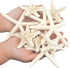 Jangostor 12 PCS Starfish 2-6 Inch Mixed Starfish Natural Seashells Starfish Star Fish Shells Decorations Perfect for Wedding Decor Beach Theme Pa...