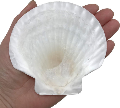PEPPERLONELY 8 PC Large Great Scallop Sea Shells, Irish Deeps or Irish Baking Shells, 3 Inch ~ 4 Inch...