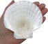PEPPERLONELY 8 PC Large Great Scallop Sea Shells, Irish Deeps or Irish Baking Shells, 3 Inch ~ 4 Inch...