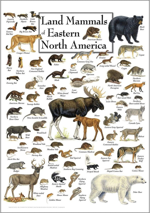 Earth Sky + Water - Land Mammals of Eastern North America - Poster...