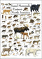 Earth Sky + Water - Land Mammals of Eastern North America - Poster...