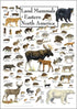 Earth Sky + Water - Land Mammals of Eastern North America - Poster...