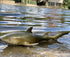 Gemini&Genius Marine Animal World Toy Lemon Shark Ocean Shark Action Figure Sea Animal Great White Shark Action Figure Soft Rubber Toys Role Play ...