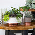 The HC Companies 6 Inch Round Capri Succulent Pot - Decorative Indoor Plastic Planter with Drainage, Faux Concrete...