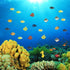 ONEST 72 Pieces Ocean Fish Figurines Playset Mini Sea Fish Toys Realistic Detailed Plastic Ocean Sea Fish Figures for Kids and Toddlers...