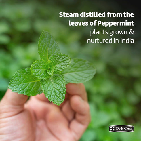 De La Cruz Peppermint Essential Oil - 100% Peppermint Oil for Aromatherapy - Steam Distilled - 2 Fl OZ...