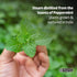 De La Cruz Peppermint Essential Oil - 100% Peppermint Oil for Aromatherapy - Steam Distilled - 2 Fl OZ...