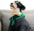 Lionet Paws Easter Dog Collar with Bowtie - Colorful Cute Cotton Bowtie Dog Collar with Metal Buckle for Medium Dog Girl Boy Gift, M, Neck 13.5-22...