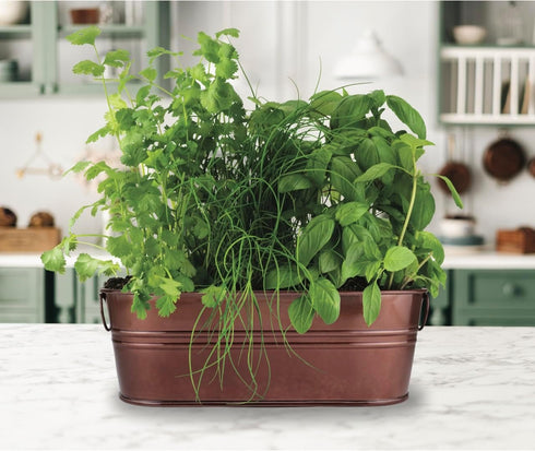 BUZZY Organic Windowsill Grow Kit, Copper Culinary Garden: Basil, Cilantro, and Chives, Best Gardening Gifts, Parties, Unique, Growth Guaranteed, ...