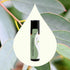 Plant Therapy Eucalyptus Pre-Diluted Roll-On 10mL (1/3 oz) for Skin and Clear Breathing, 100% Pure, Therapeutic Grade...