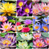 35 Pcs Mix Bowl Lotus Seeds, Water Lilys Flower Plant, Lotus Seeds for Planting Water Features Fresh Garden Seeds Non GMO Indoor and Outdoor...