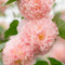 Apricot Peach Parfait Seeds Attracts Butterflies & Hummingbirds Showy Wall-Side Fences Outdoor Beds Borders 75Pcs Flower Seeds by YEGAOL Garden...