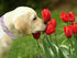 Lionet Paws Design Dogs Collar Cute Flower Sailor Bow Dog Collars for Girl Female Small Medium Dogs with Tulips S...