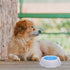 LUOZZY Kitten Bowl Pet Cooler Bowl Dog Frosty Water Bowl for House Summer Pet Drinking Bowl (Blue)...
