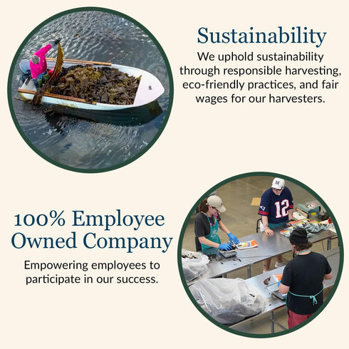 Maine Coast Sea Vegetables Organic Dulse Granules With Garlic Shaker | Seaweed Seasoning | Rich in Iodine | North Atlantic Harvested | Great for S...