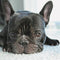 Zimal Diamond Embroidery DIY Diamond Paintings French Bulldog Dog Handmade Rhinestone Pasted Painting Room Decoration 11.8 x 11.8 Inch......