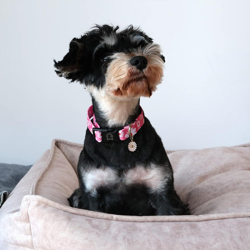 MR. CHUBBYFACE Flower Daisy Dog Collar Spring Floral Soft Adjustable Pet Boy Girl Collar for Small Medium Large Dogs...