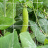 Tcamp Heavy-Duty Polyester Plant Trellis Netting 5 x 15ft (1 Pack) (5 Ft X 15 Ft)...