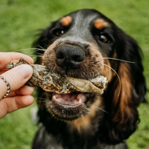 SKIPPER'S Cod Fish Skin Twists Dog Chews - 100% Fish Skin Grain Free Treats for Dogs, High in Protein & Low in Fat, Essential Omega 3 Oils | Great...