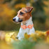 Fall Boy Dog Collar Bow Tie,Orange Maple Leafs Rugby Dog Collar with Safety Metal Buckle Adjustable Thick Puppy Collars for Small Medium Large Dog...