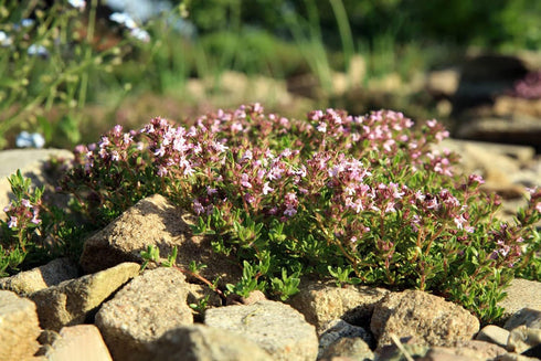Mix Creeping Thyme Seeds Ground Cover for Planting, Thymus Serpyllum Heirloom Seeds for Rock Gardens, Along Borders, Fences & walkways Ornamental ...