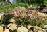 Mix Creeping Thyme Seeds Ground Cover for Planting, Thymus Serpyllum Heirloom Seeds for Rock Gardens, Along Borders, Fences & walkways Ornamental ...