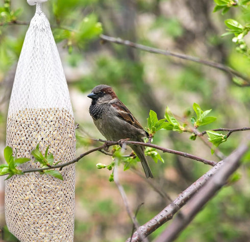6 Pieces Thistle Finch Sock Bird Feeder, IOUALEY Wild Bird Food Mesh Sock Feeder Instant Seed Sack Supply Tools Hanging Kits for Wildlife Goldfinc...