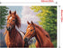 YIYUE Paint by Number for Adults Beginner, DIY Gift Canvas Painting Kits for Boys Girls, Horse Oil Painting Kit, DIY Acrylic Paint Adult Crafts fo...