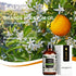 Neroli Essential Oil 4 Fl Oz (120ml) - Pure and Natural Neroli Aromatherapy Fragrance Oil, Neroli Oil for Diffusers, Candle Making, Massage, Soap,...