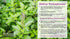 Organic Holy Basil (Tulsi) Essential Oil; 100% Pure and Undiluted Ocimum Sanctum; Premium Quality Aromatherapy Oil; Tested and Verified, Size: 10 ...