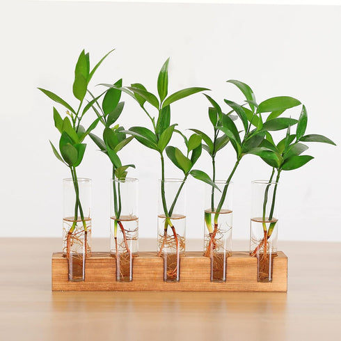 Propagation Stations Terrarium with Wooden Stand,Desktop Glass Vase Plant Holder for Hydroponics Water Plants Cutting,Home Garden Office Decor,Pla...