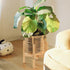 Wood Plant Stand Indoor, Mid Century Modern Indoor Plant Stand, Wooden Plant Holder Bamboo Plant Stand, Modern Flower Pot Stand for Indoor, Outdoo...