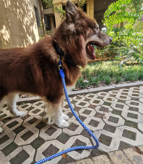 Reflective Dog Leash 2ft 3ft 4ft 6ft 10ft, Heavy Duty Dog Leash Nylon Braided Strong Rope Dog Lead for Small Medium Large Dogs Walking Leash (Blue...