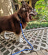 Reflective Dog Leash 2ft 3ft 4ft 6ft 10ft, Heavy Duty Dog Leash Nylon Braided Strong Rope Dog Lead for Small Medium Large Dogs Walking Leash (Blue...