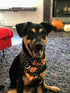 4 PCS/Pack Halloween Dog Bandana Pumpkin Reversible Triangle Bibs Scarf Accessories for Dogs Cats Pets Large...