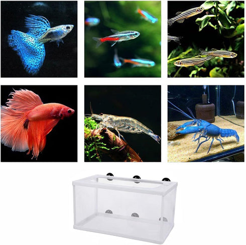 Large Fish Breeder Net with Suction Cups,Nylon Mesh Fish Fry Hatchery Breeder Isolation Box Separation Net for Fish/Plants/Shrimp Fish on Aquarium...