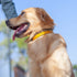 Hyhug Pets Reflective Dog Martingale Collar with Nice Jacquard Weave Nylon for Giant Large Dogs Daily Walking and Training. (Large, Tapenade)...