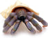 Gemini&Genius Sea Animal Hermit Crab Action Figure Toy for Kids, Soft Rubber Realistic Ocean Crab Educational and Role Play Toys for Kids and Coll...