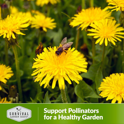 Common Dandelion Seeds for Planting - 1 Packet with Instructions to Plant & Grow Nutritious Greens in Your Home Herb or Vegetable Garden - Organic...