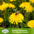Common Dandelion Seeds for Planting - 1 Packet with Instructions to Plant & Grow Nutritious Greens in Your Home Herb or Vegetable Garden - Organic...
