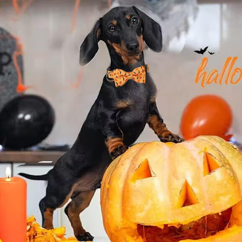Halloween Dog Collars Middle Orange Dog Bow Tie Collar Adjustable Pumpkin Dog Collar Halloween Theme Dog Bowties with Plastic Buckle Halloween Pet...