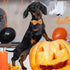 Halloween Dog Collars Middle Orange Dog Bow Tie Collar Adjustable Pumpkin Dog Collar Halloween Theme Dog Bowties with Plastic Buckle Halloween Pet...