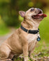 Joytale Leather Dog Collars for Small Dogs, Genuine Heavy Duty Dog Collar with QR ID Tag, Soft Metal Buckle Collars, Black, S...