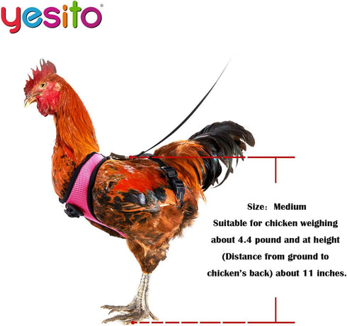 Chicken Harness Hen size with 6-foot Matching belt, Comfortable, Breathable, Small Size, Suitable for Chicken, Duck or Goose Suitable for Weight a...