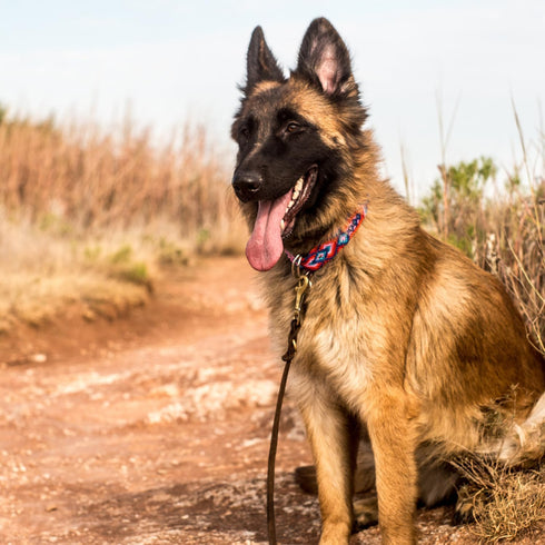 Premier 6Ft Leather Dog Training Leash. Made from Leather and is a Great Option for Hunting Dogs or General Obedience in The Backyard.Christmas Do...