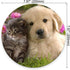 Gaming Round Mouse Pad Custom,Animals Cat Kitten Dog Golden Retriever Puppy Mouse Pad...