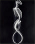 Posterizer 1 pcs-abstract reptile X-ray art -4-Art for Animal Lovers Gift for Steampunk or Goth Fans Living Room Bedroom Decor- unframed wall art...