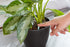 Miracle-Gro Indoor Plant Food Spikes, Includes 48 Spikes - Continuous Feeding for all Flowering and Foliage Houseplants - NPK 6-12-6...